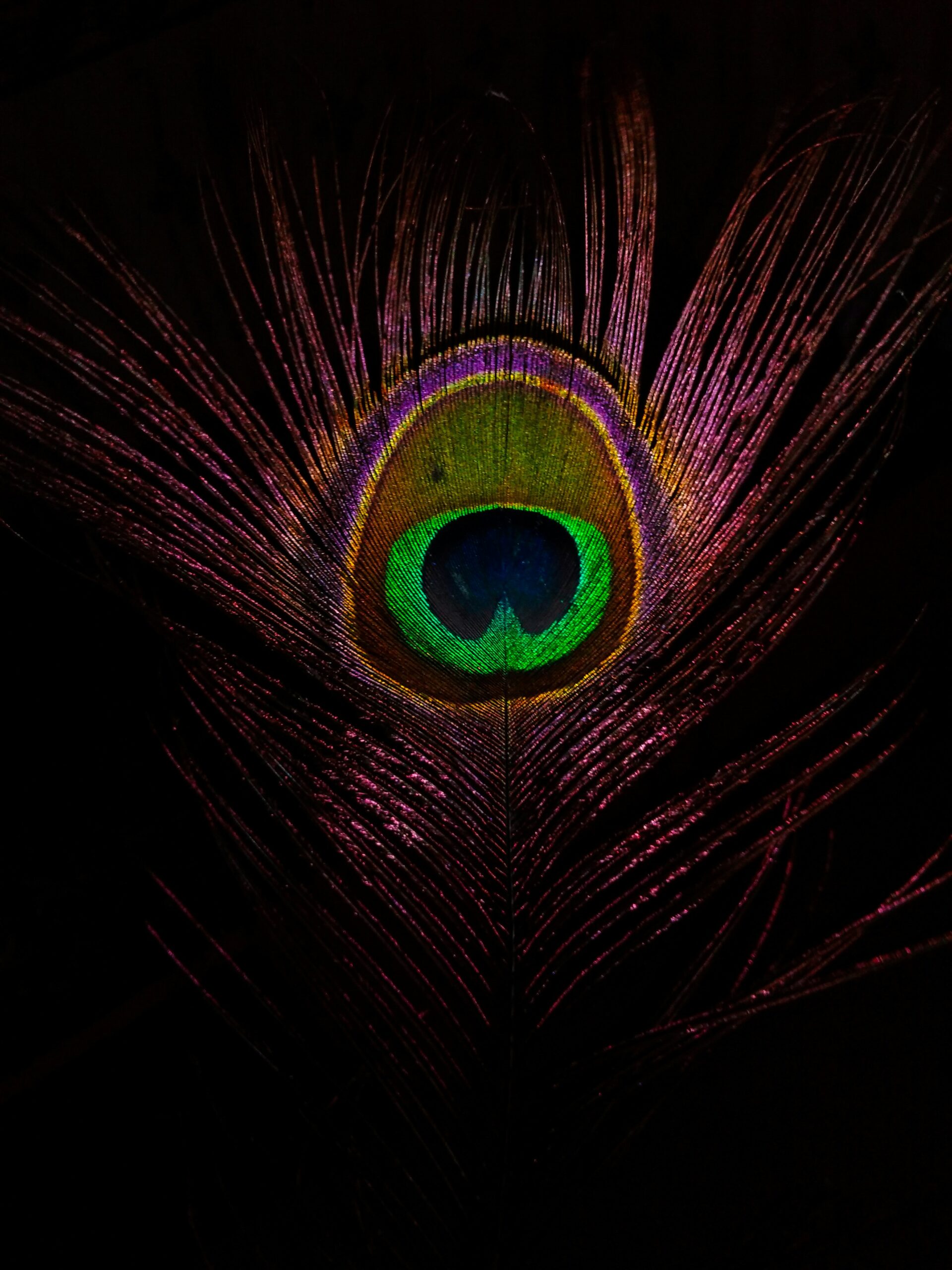 Photo of a Peacock Feather against a black background for an article by S Rupsha Mitra for Houghton & Mackay Magazine