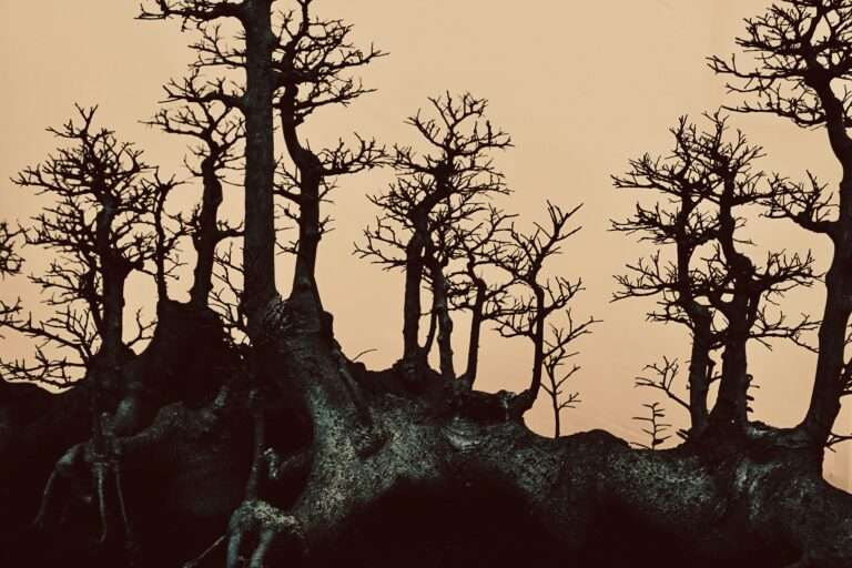 Bare Trees on Rocky Mountain by Jean Beller for Houghton & Mackay Magazine
